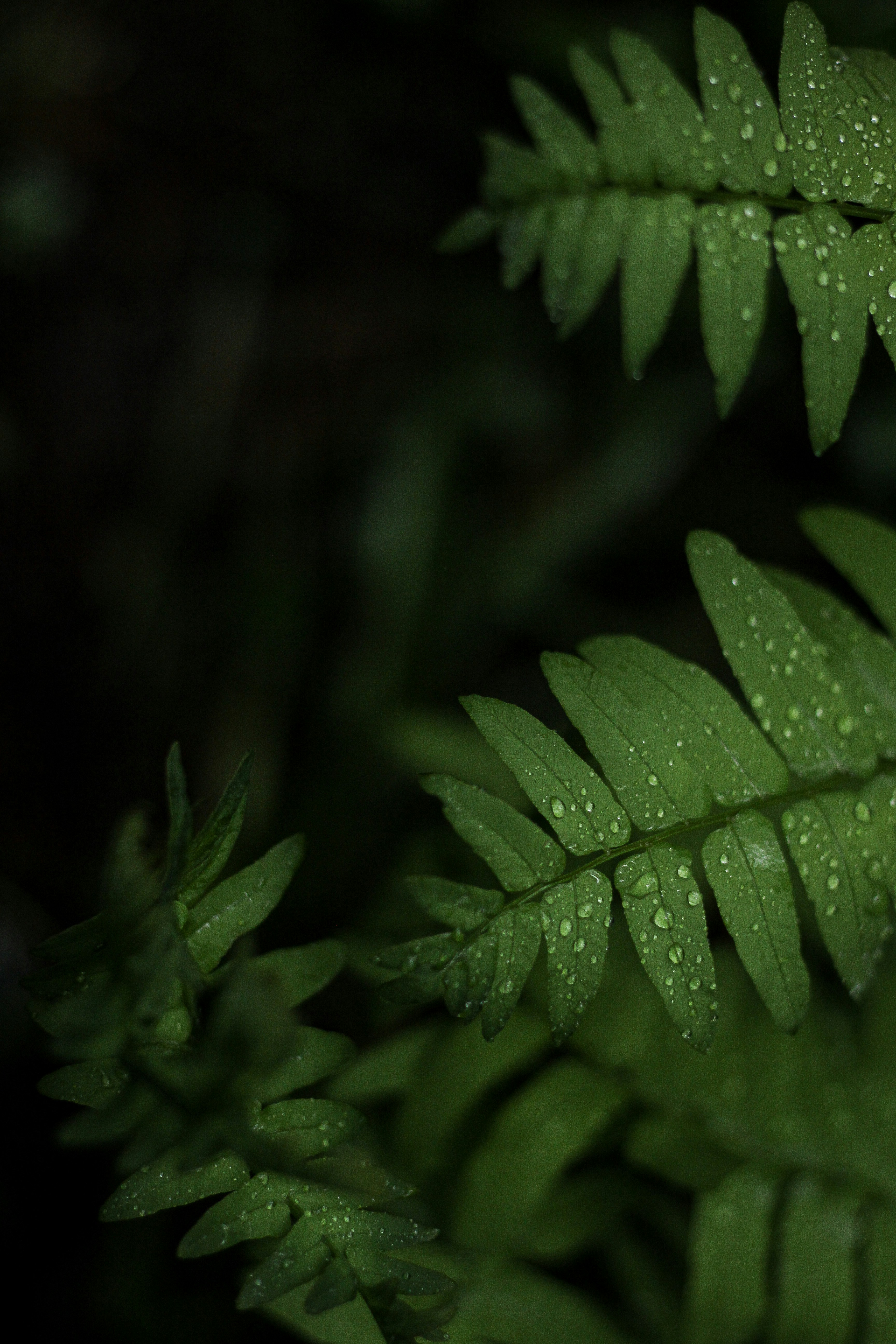 Photo by pedroaraujo74