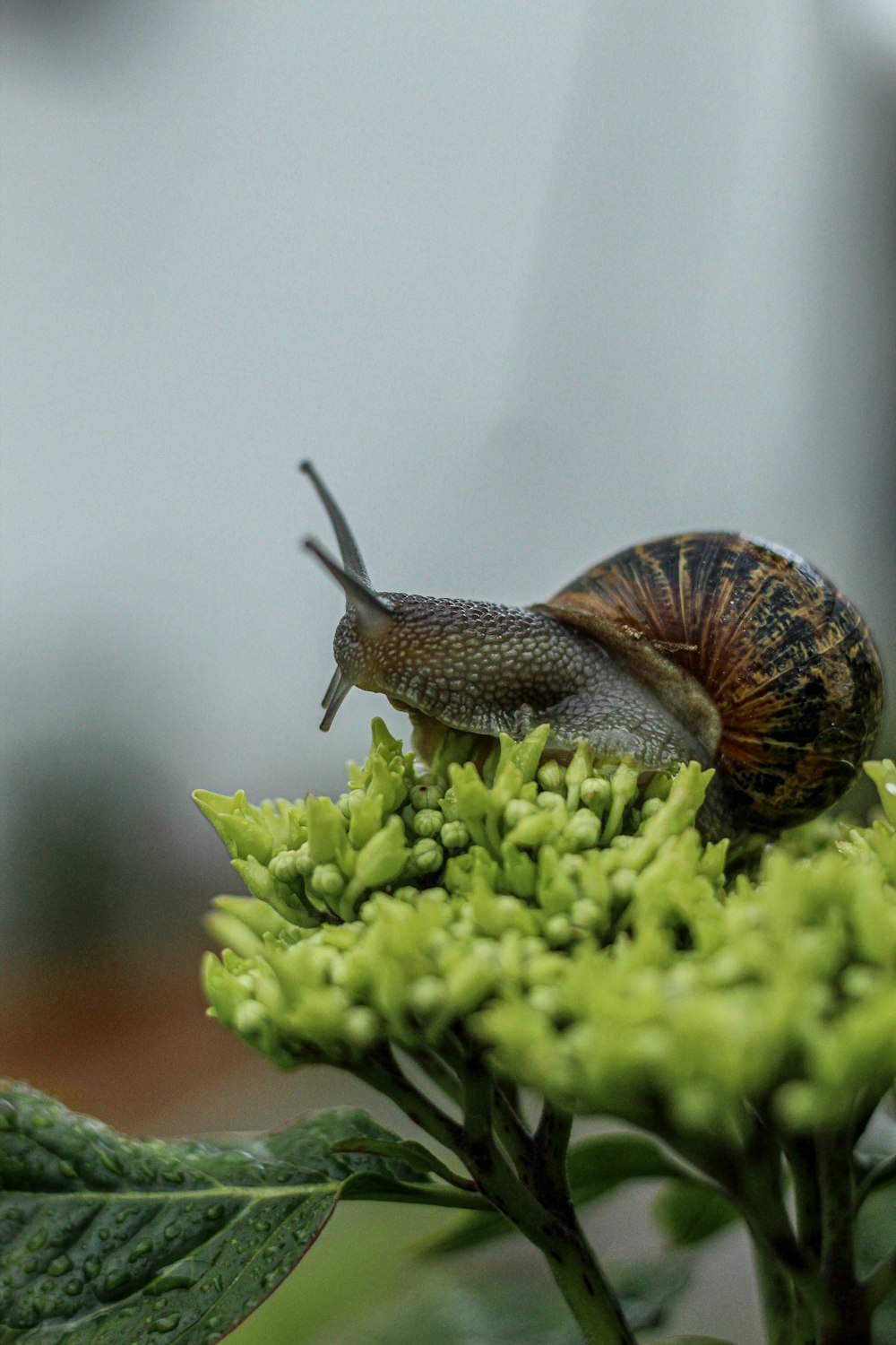 brown snail on green plant