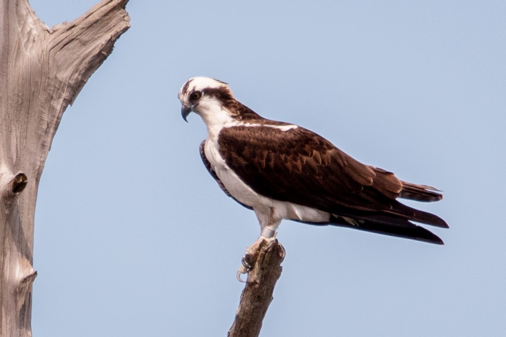 brown and white eagle on brown tree branch