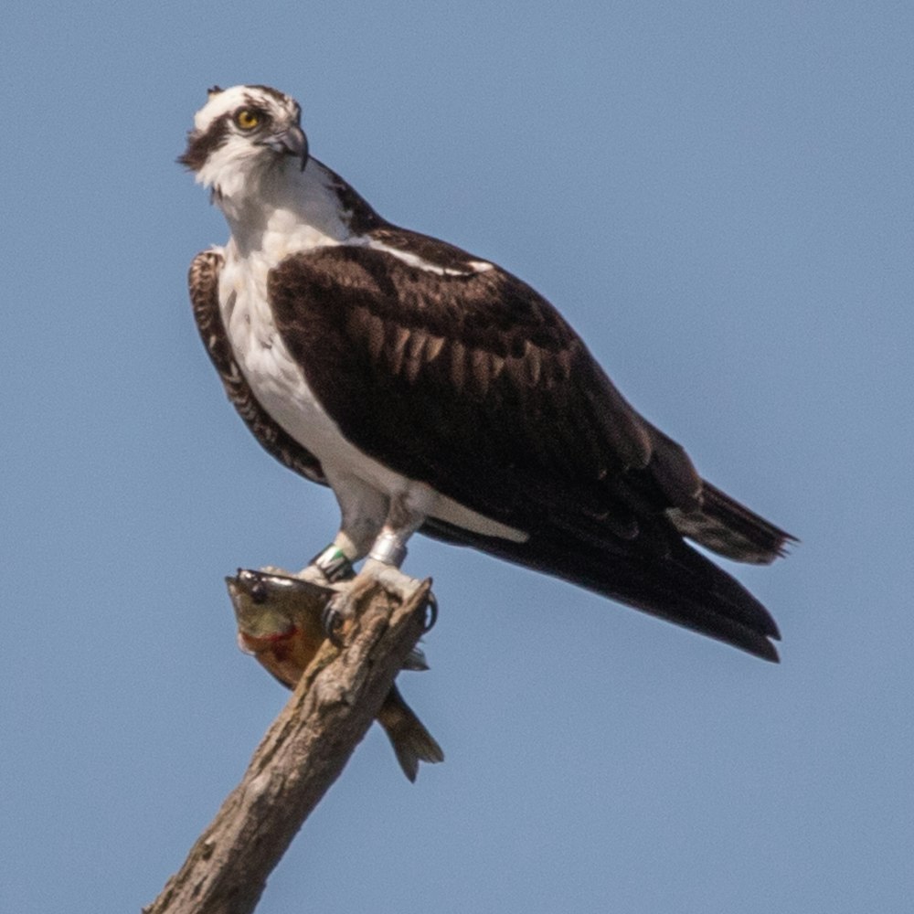 brown and white eagle on brown tree branch during daytime