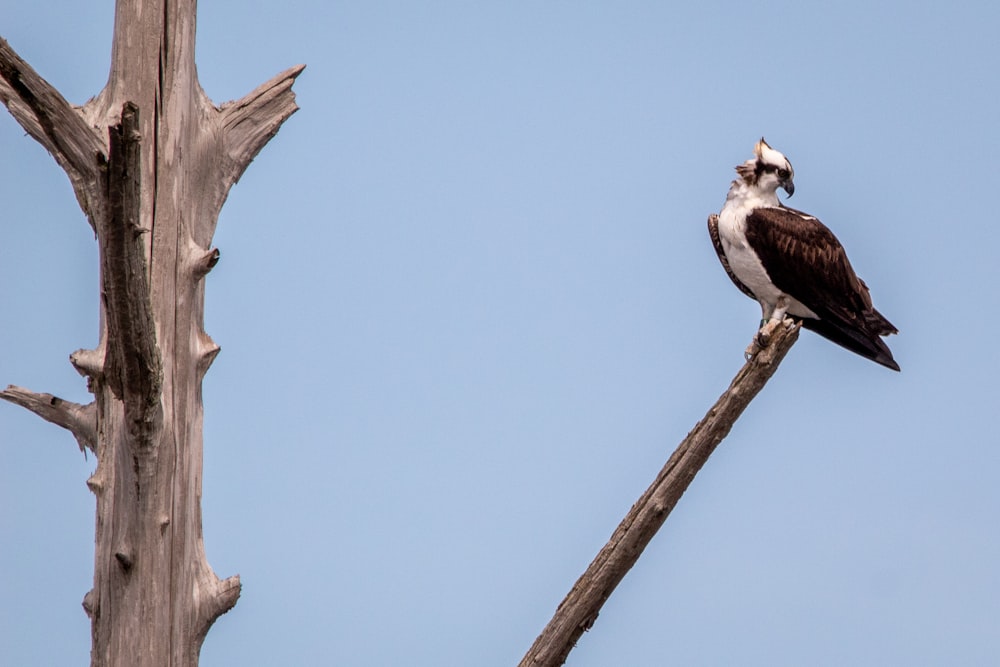 a bird sitting on top of a tree branch