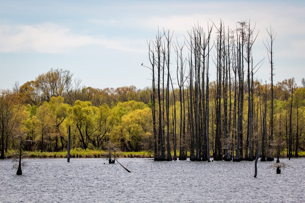 brown trees on body of water during daytime