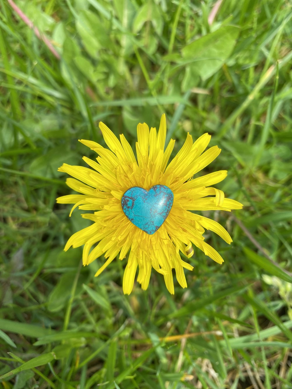 yellow sunflower in close up photography