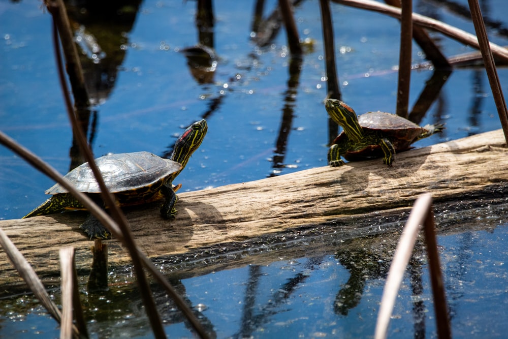 two turtles sitting on a log in the water