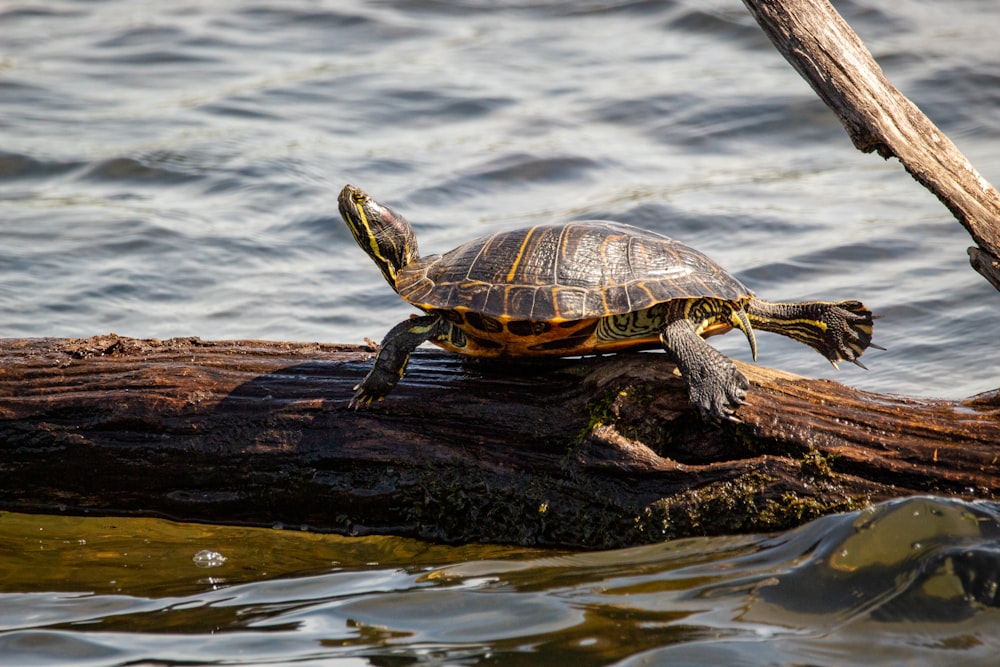 a turtle is sitting on a log in the water