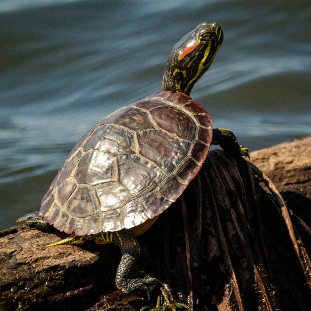 black and brown turtle on brown wood log