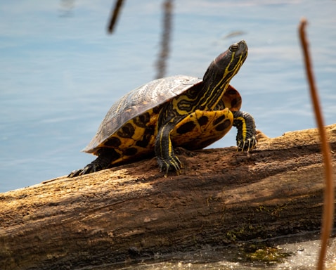 brown and black turtle on brown wood log