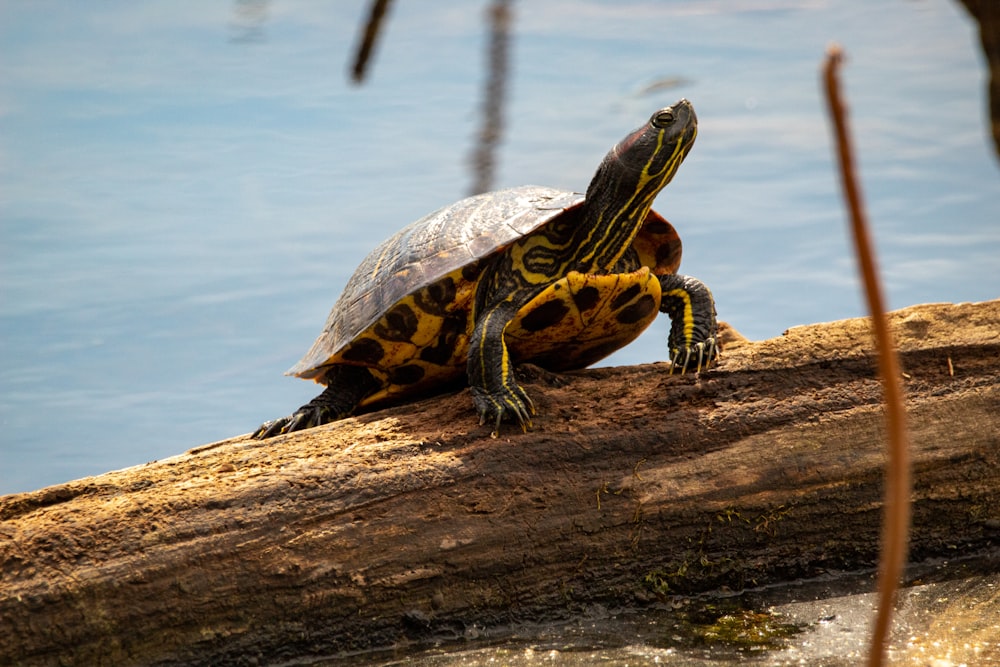 brown and black turtle on brown wood log