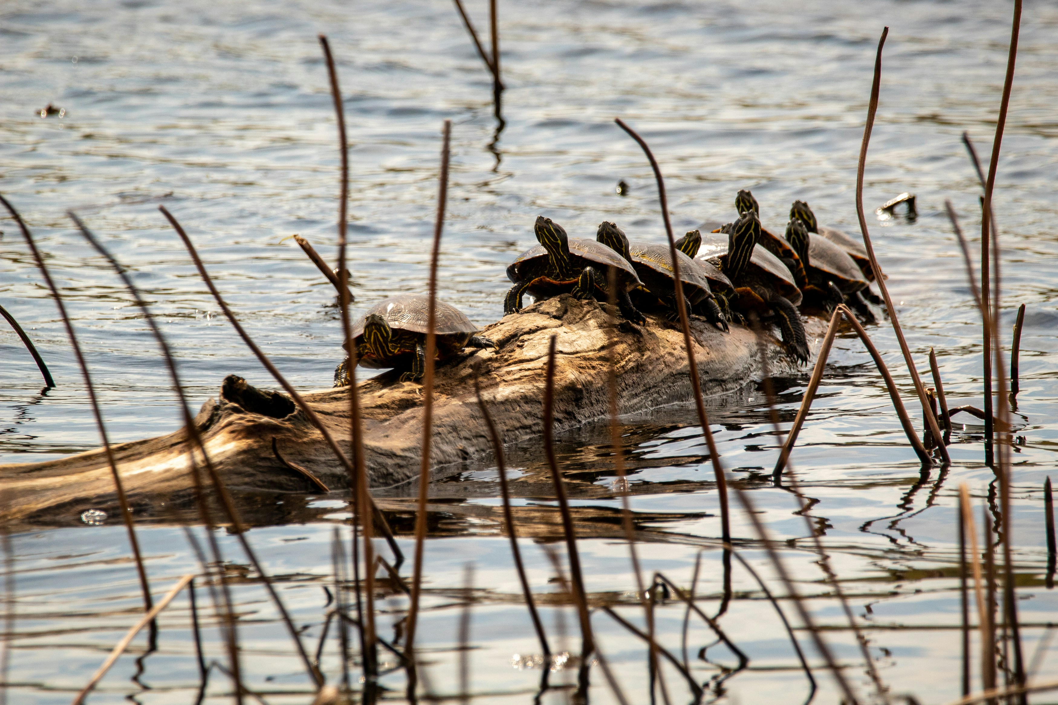 Turtles on a log in Oneal Lake at the Hatchie National Wildlife Refuge.