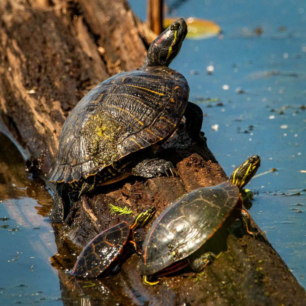 black and brown turtle on water