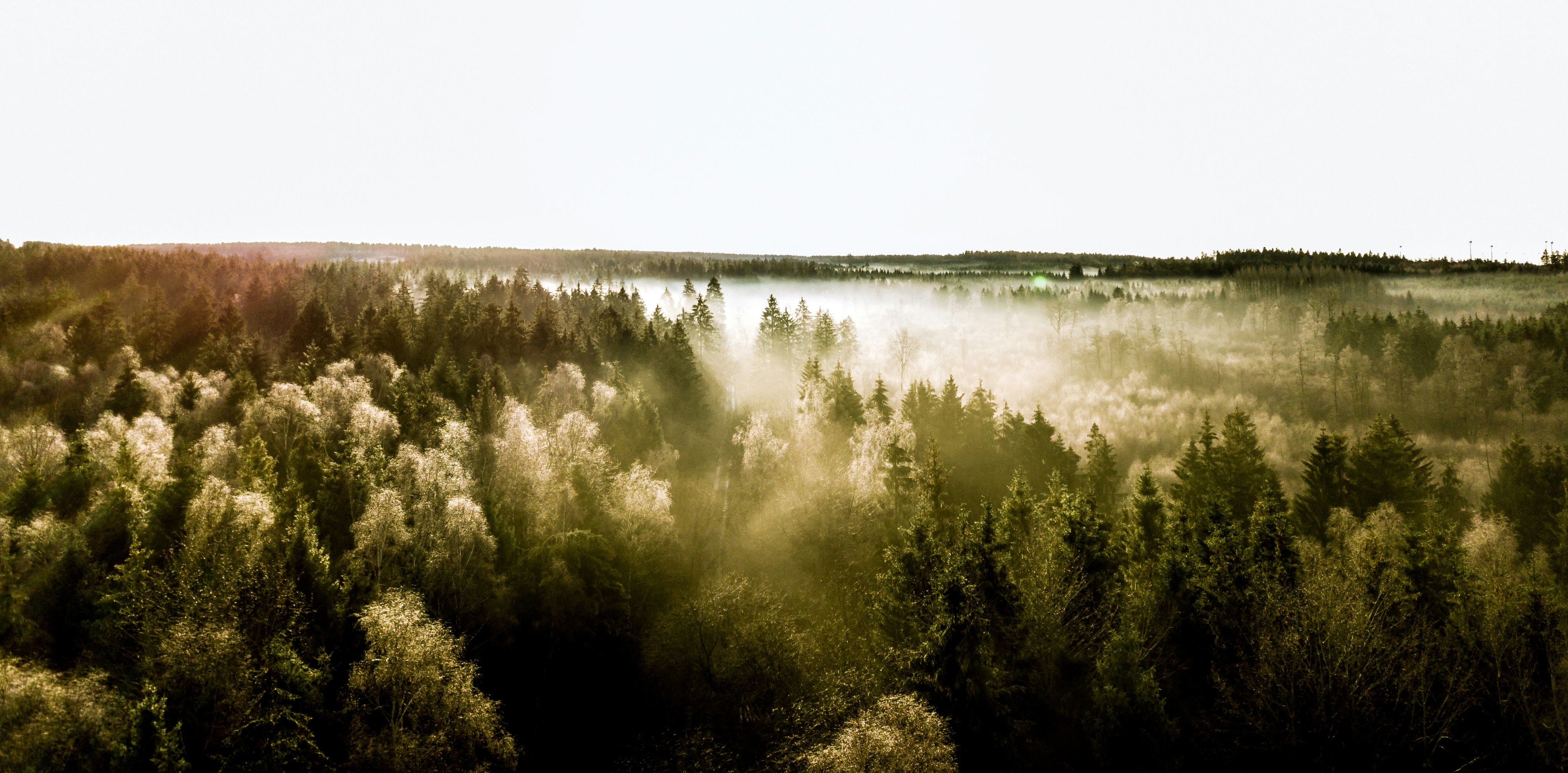 Dense Himalayan forest canopy in morning mist, soft diffused light filtering through green leaves, serene natural environment