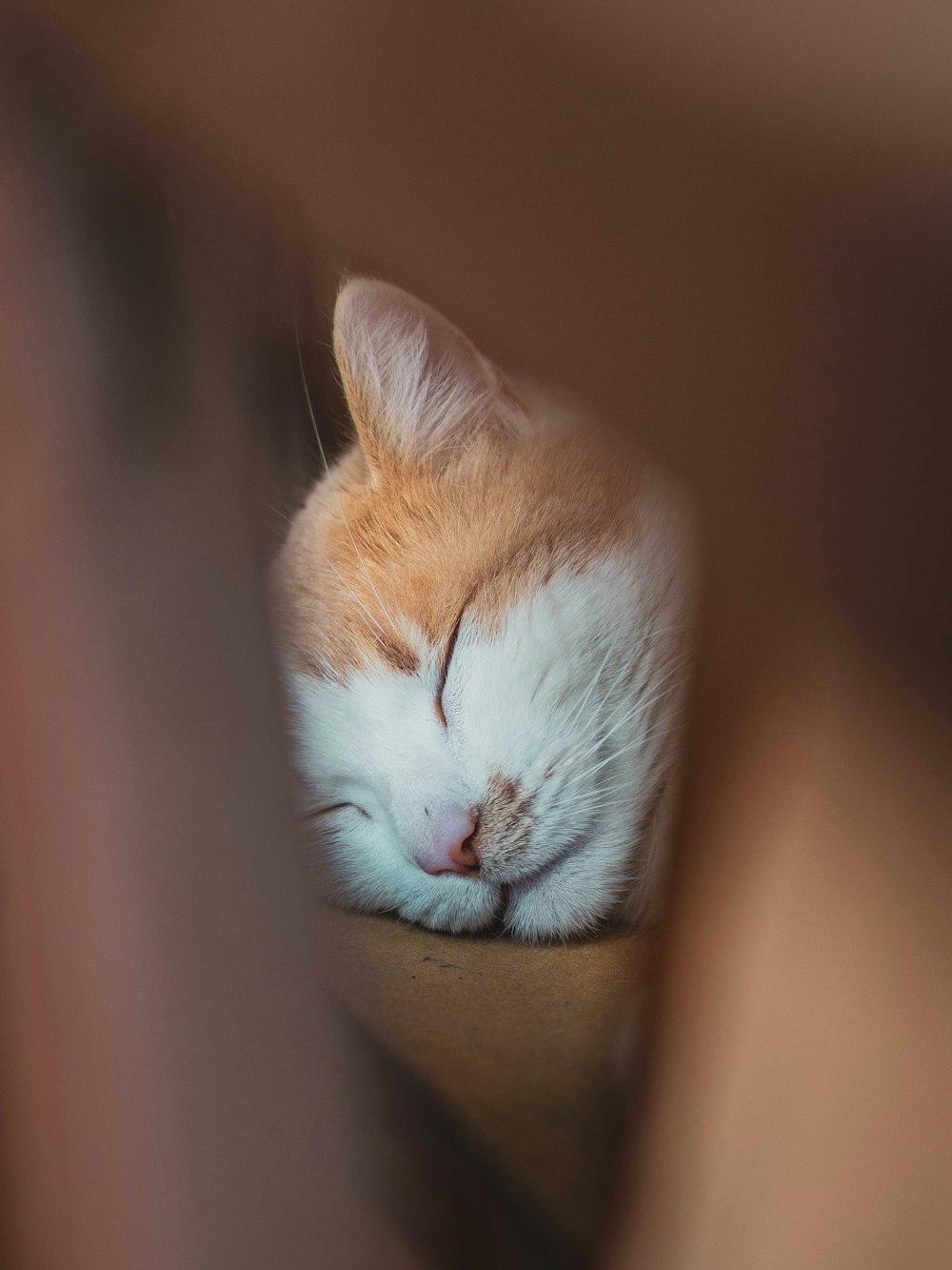 white and orange tabby cat