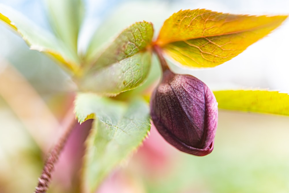 purple and green leaves in tilt shift lens