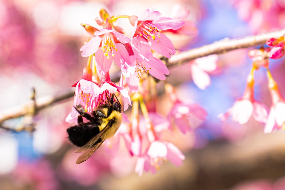 black and yellow bee on pink flower