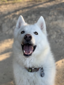 A fluffy white dog with a wide smile and pointed ears is wearing a metallic collar with a tag. The background consists of a blurred outdoor setting, possibly a sandy or grassy area.