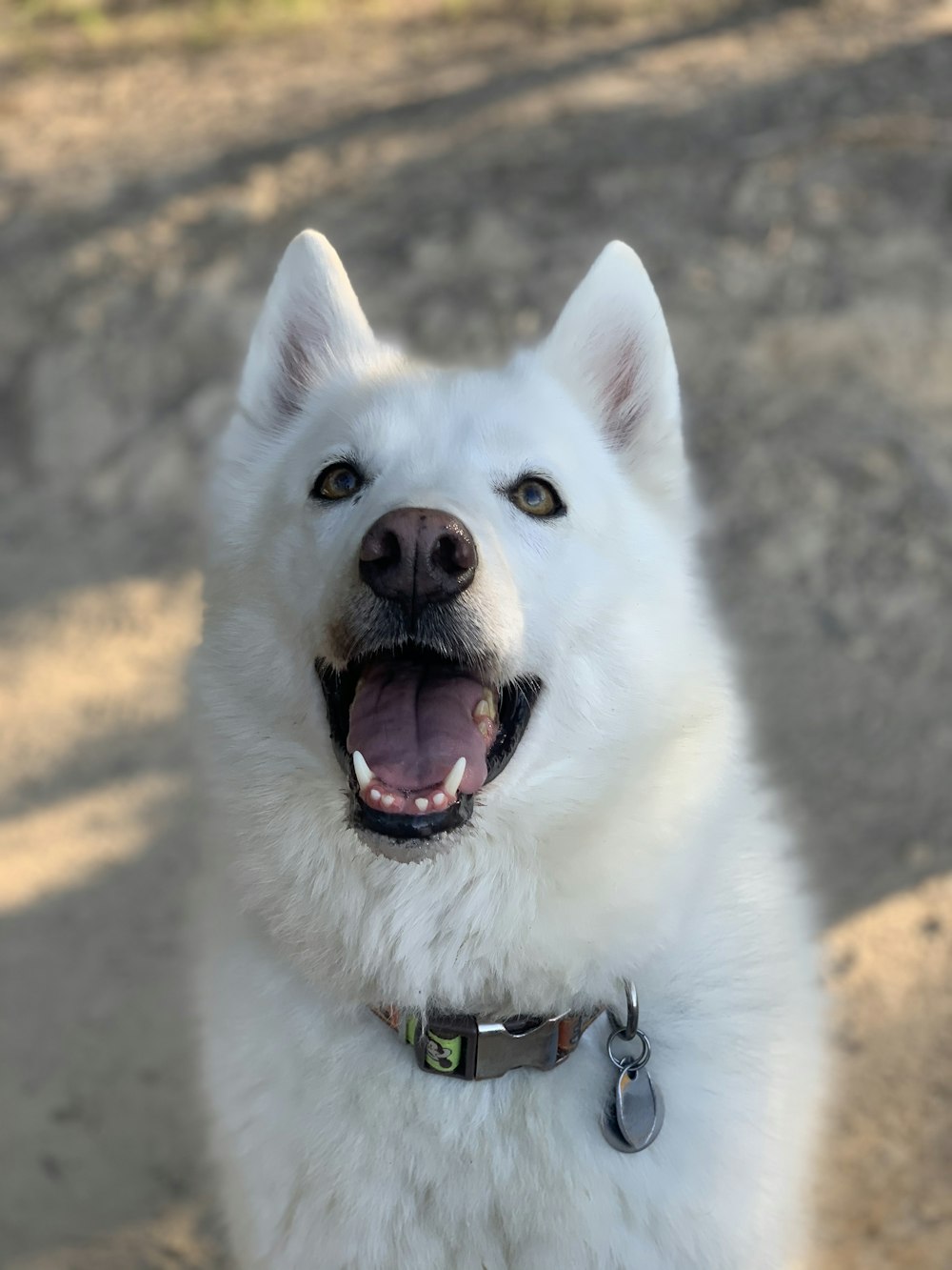 white siberian husky with blue leash