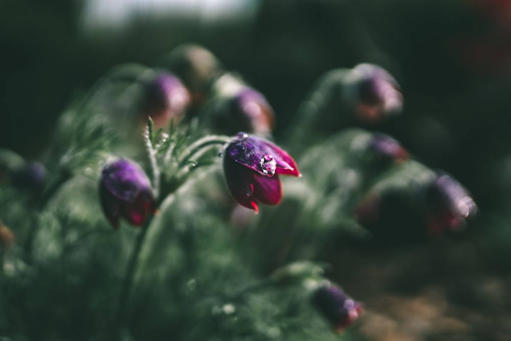 purple flower bud with water droplets