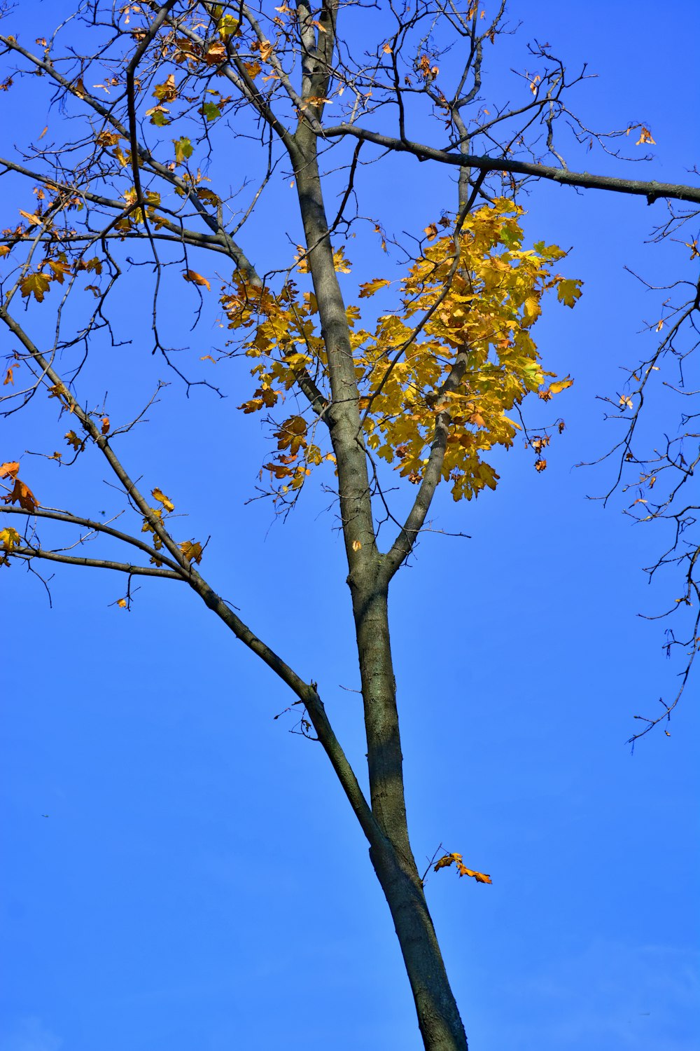 yellow and green leaf tree under blue sky during daytime