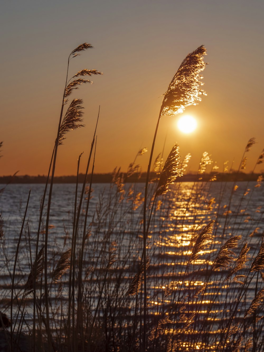 silhouette of palm tree near body of water during sunset