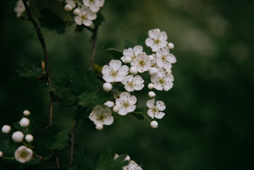 white flowers in tilt shift lens