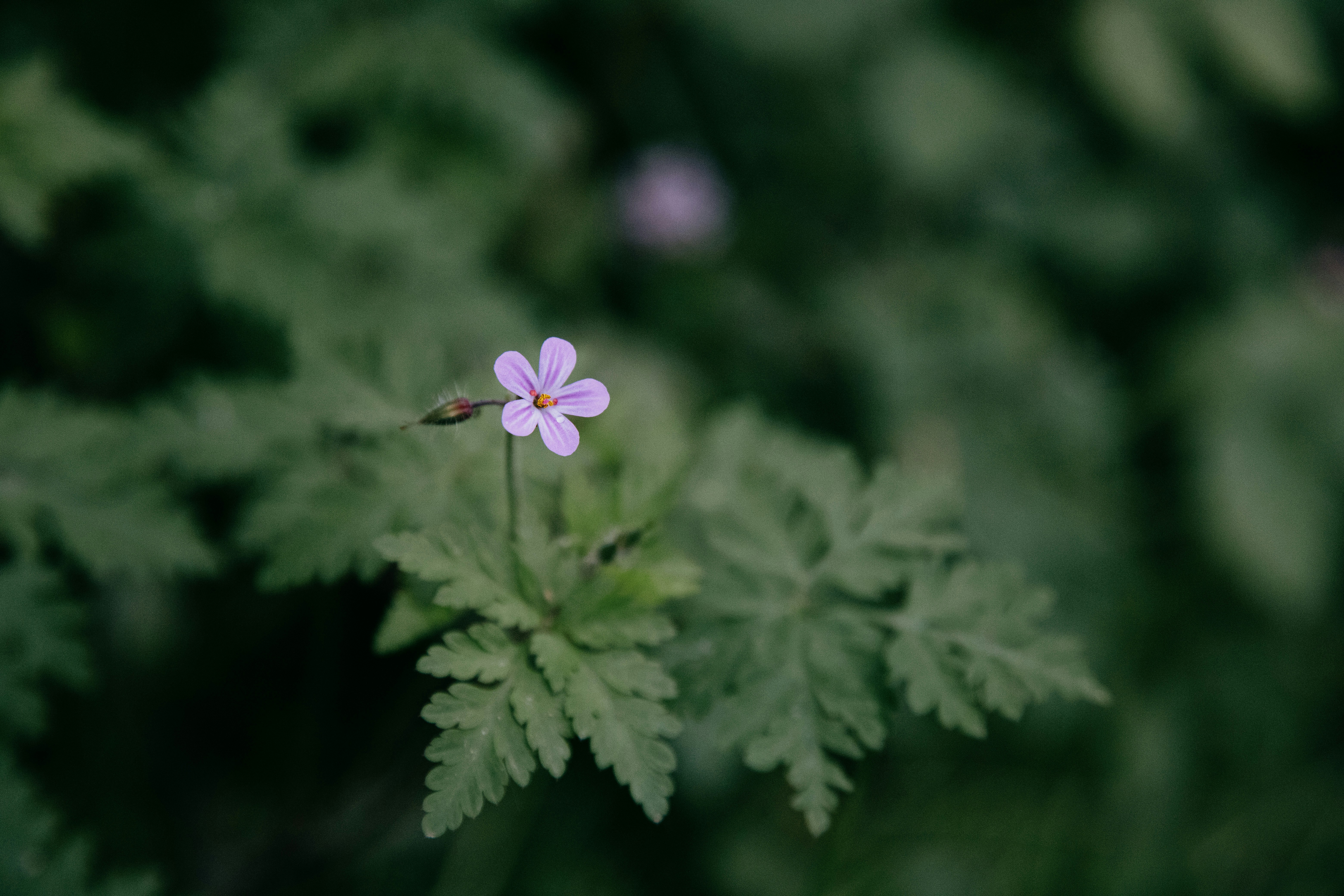 Photo by sinileunen