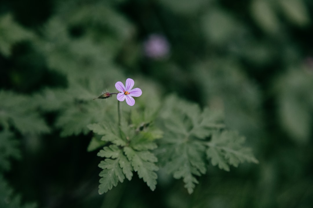 purple flower in tilt shift lens