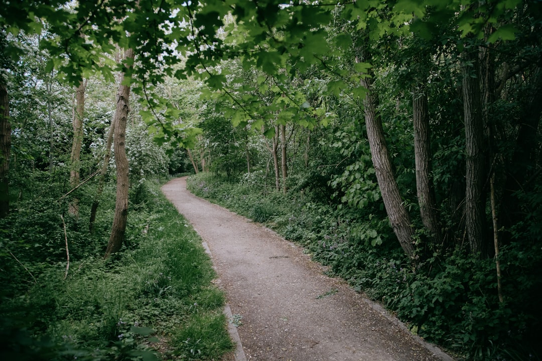 brown dirt road between green trees during daytime