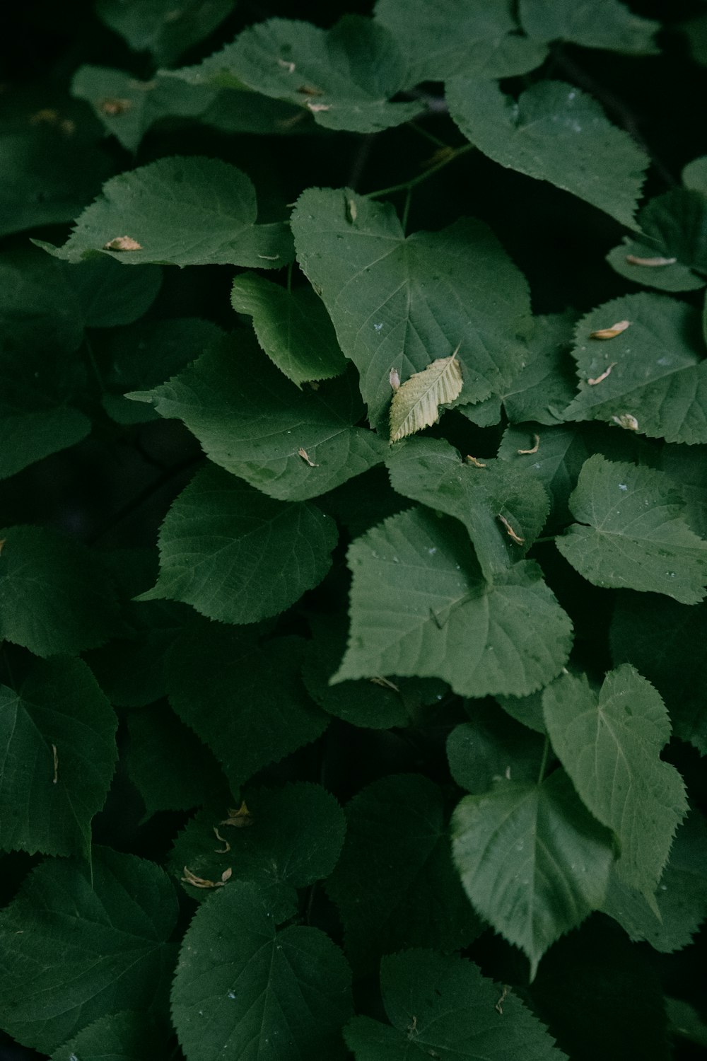 green leaves with water droplets