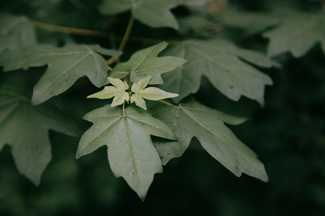 green leaf in close up photography