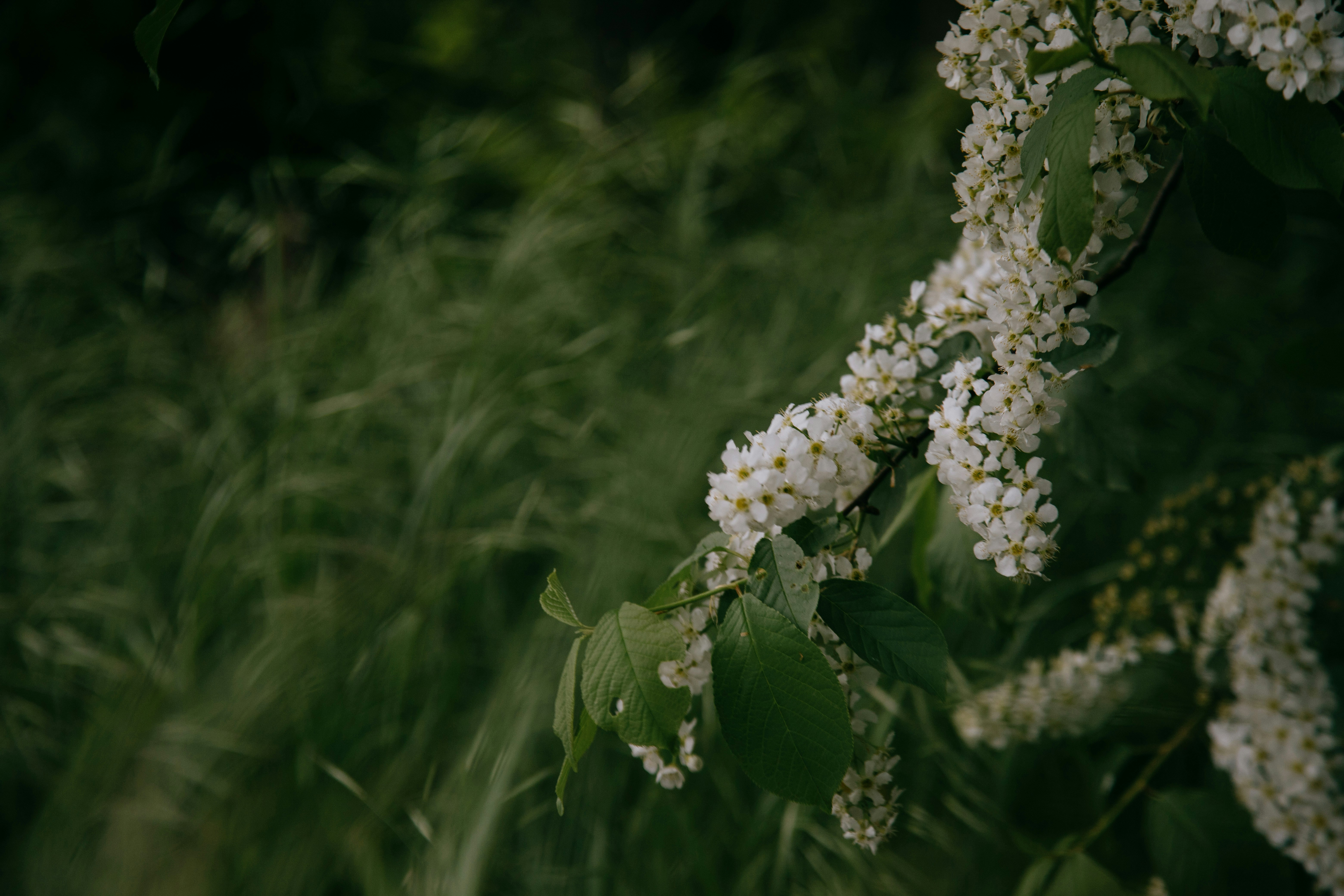 Photo by sinileunen