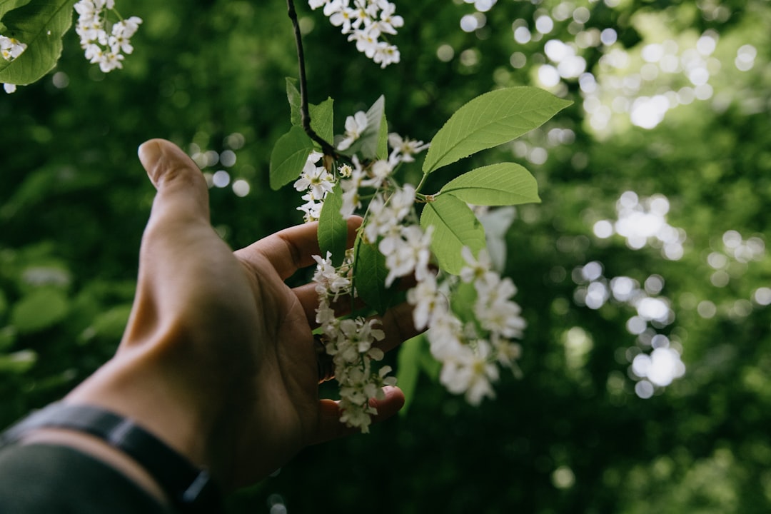 person holding white flower during daytime