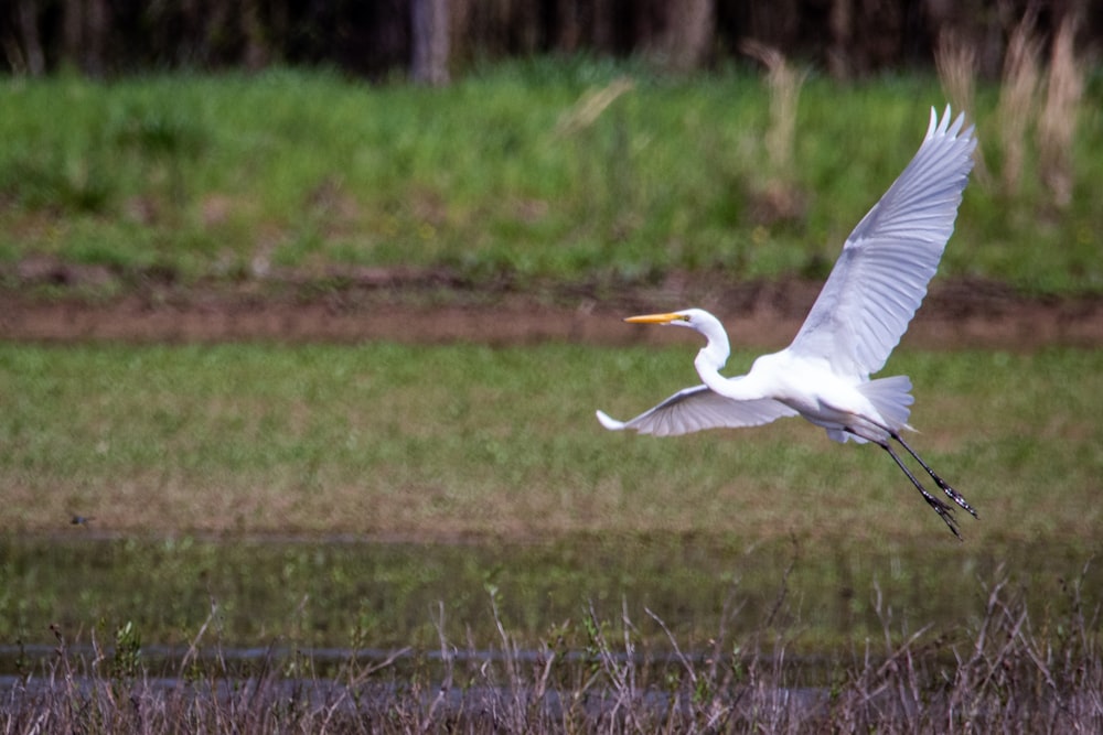 white bird flying over green grass field during daytime