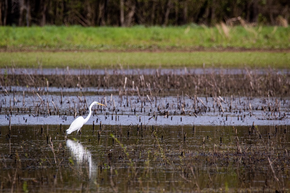 cisne blanco en campo de hierba verde durante el día