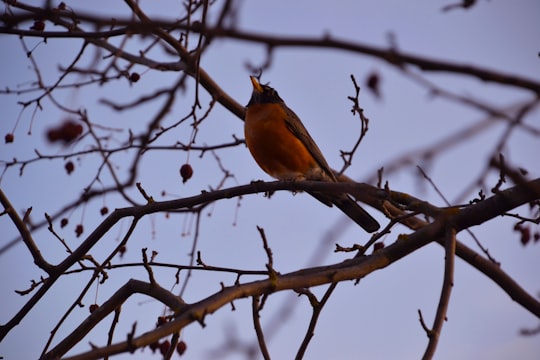 brown and black bird on brown tree branch during daytime in Timmins Canada