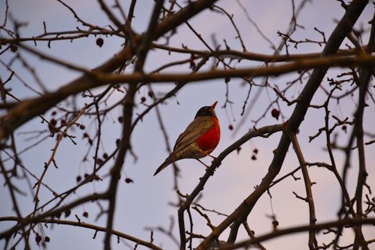 red and black bird on brown tree branch during daytime in Timmins Canada