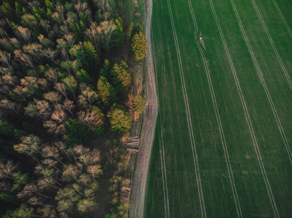 green grass field near trees during daytime