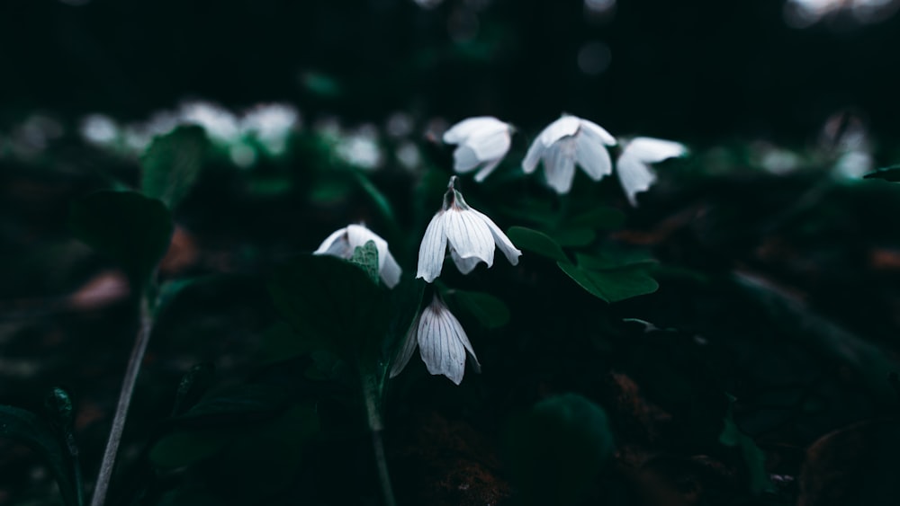 white flower with green leaves