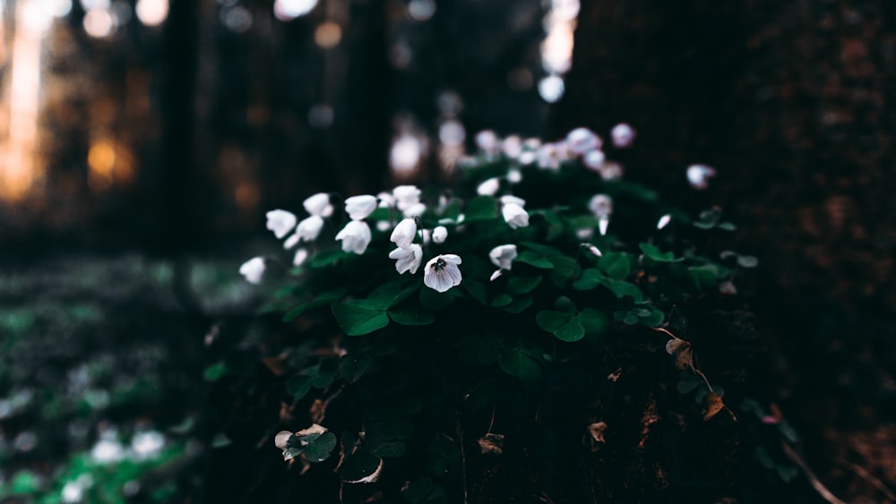 white flowers with green leaves