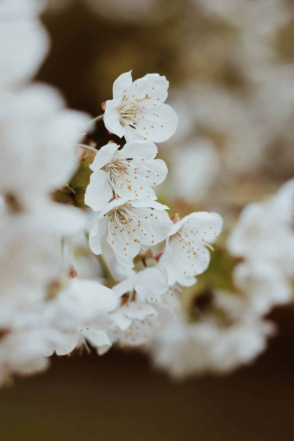 white cherry blossom in close up photography