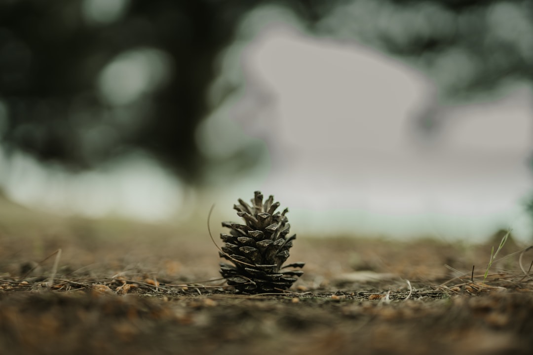 brown pine cone on brown dried grass