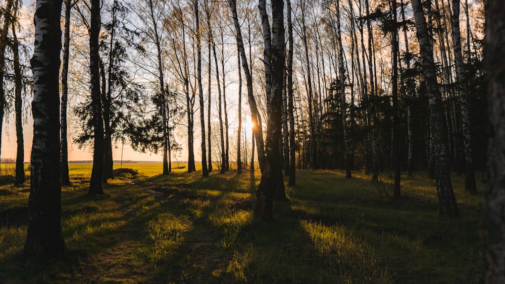 silhouette of trees during sunset