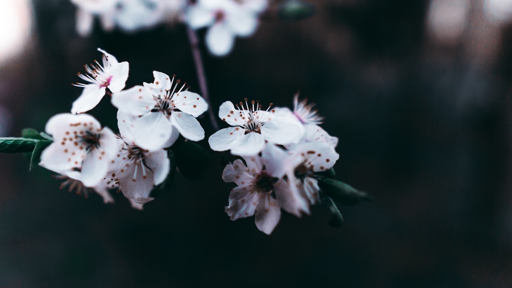 クローズアップ写真の白い桜