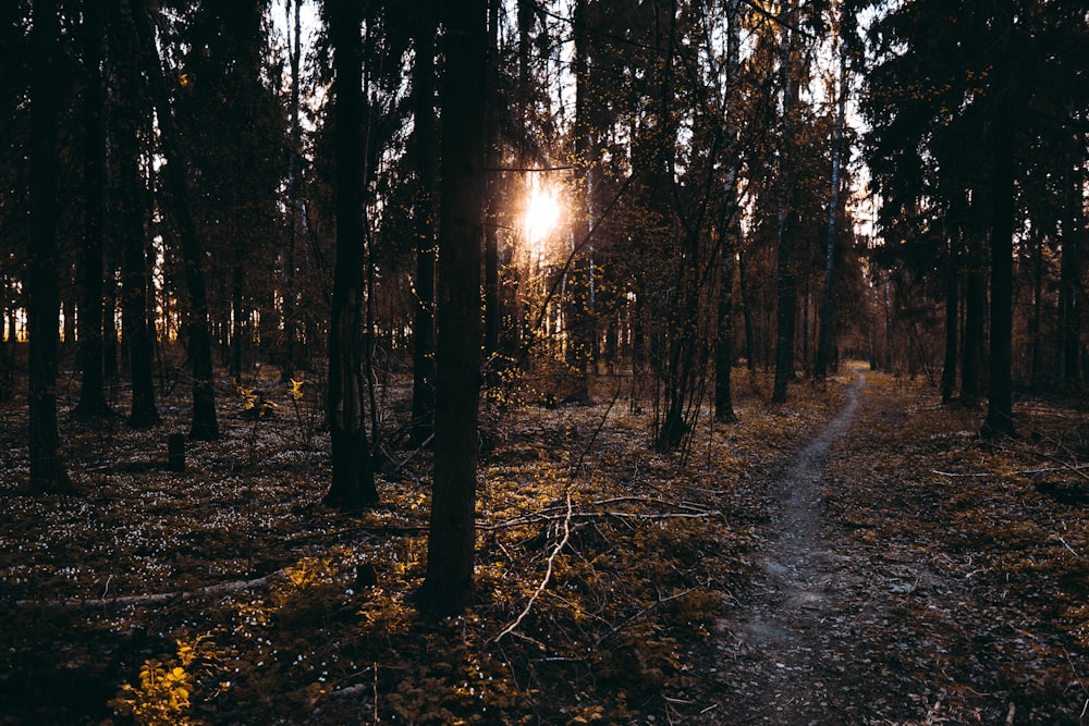 sun rays coming through trees