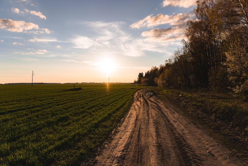 green grass field during sunset