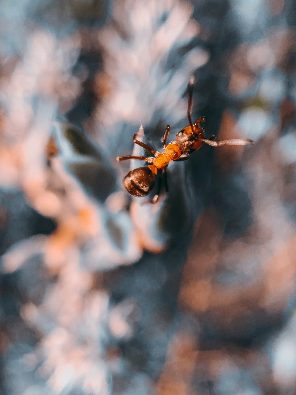 brown ant on brown stem in tilt shift lens