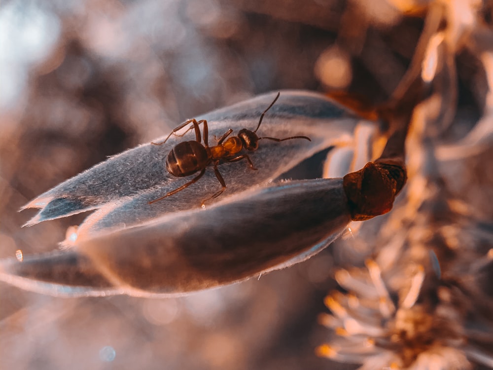 brown and black ant on brown stem