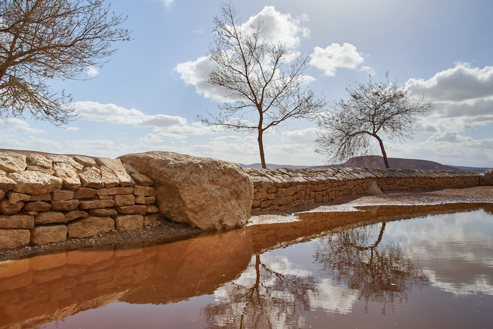 Árbol desnudo marrón cerca del cuerpo de agua durante el día