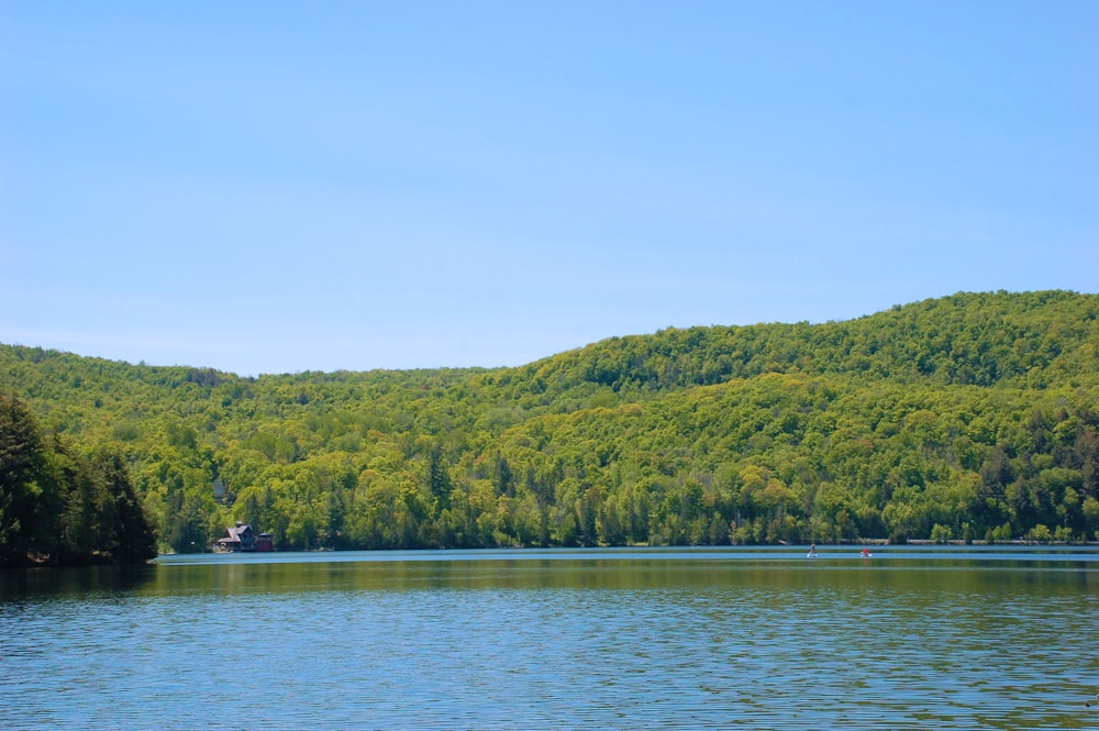 green trees beside body of water during daytime