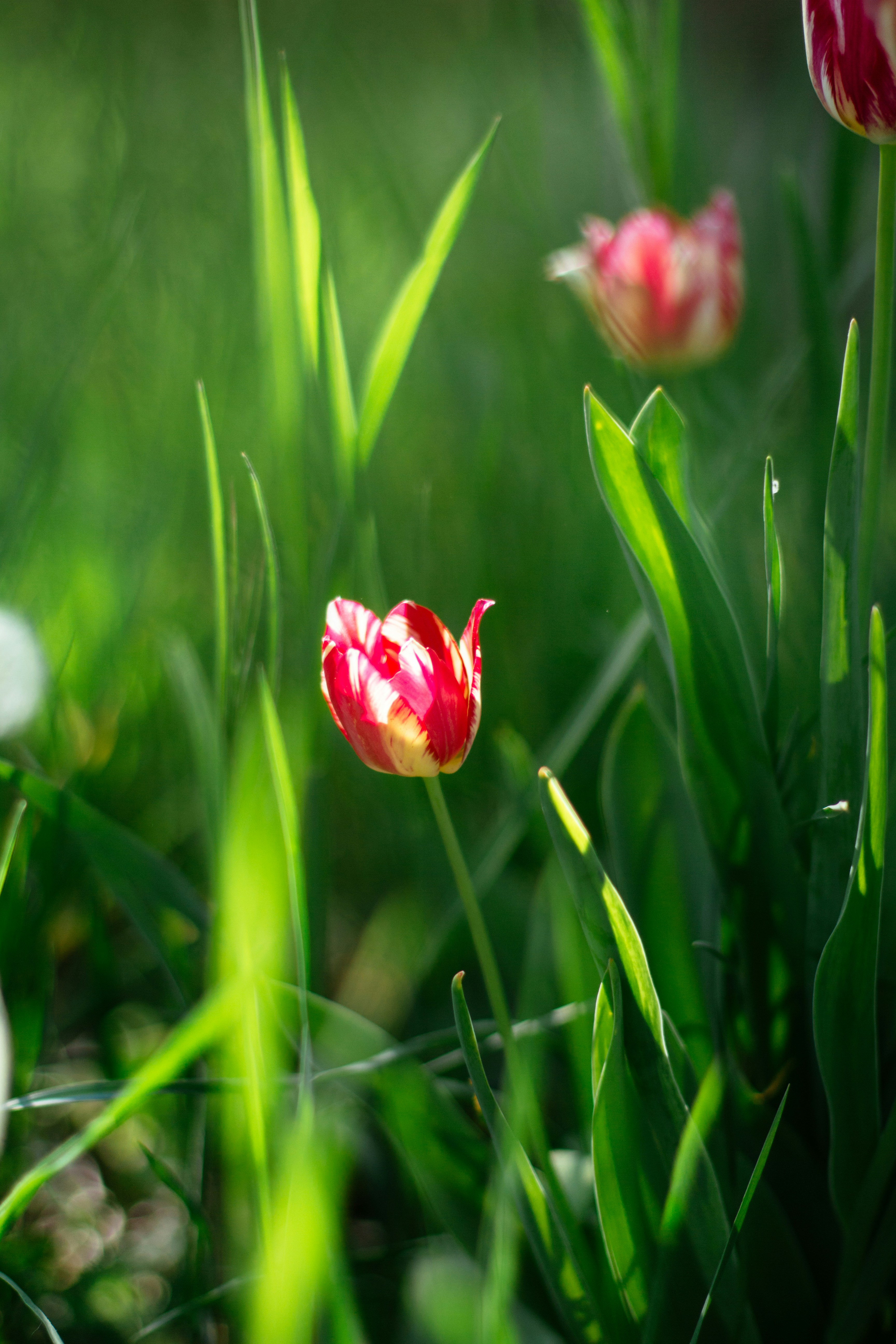 sunny tulip