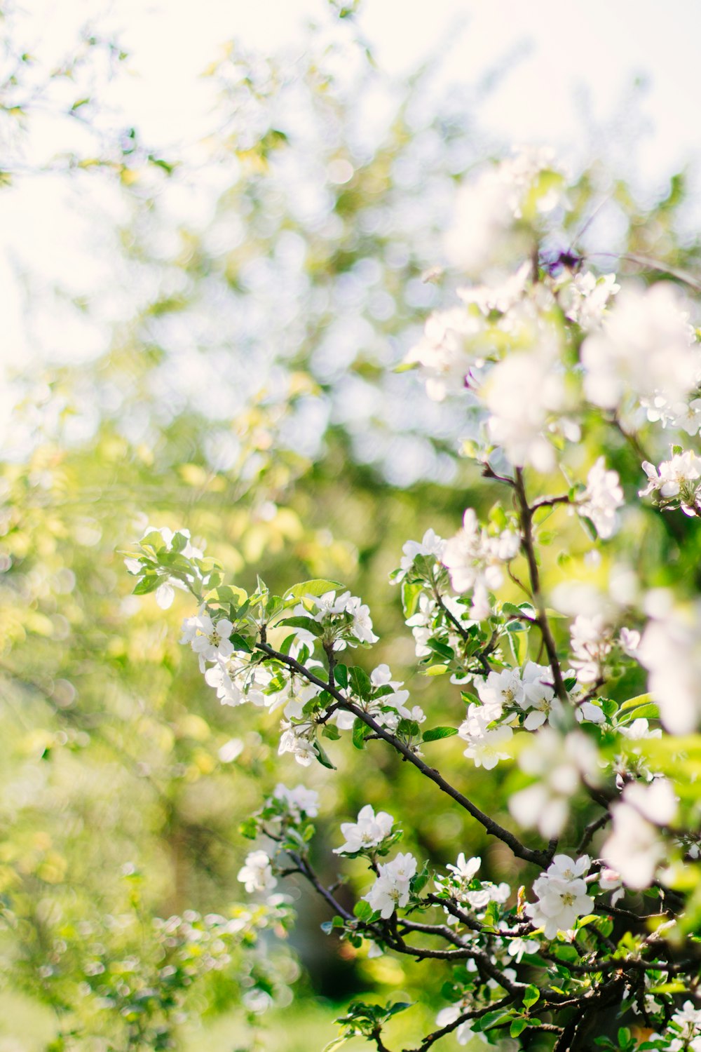 white flowers with green leaves